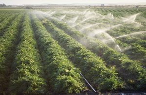 Irrigating Crops California, USA