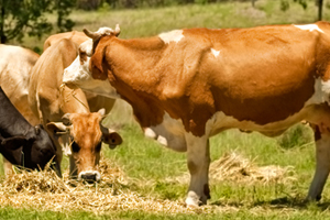 livestock cows
