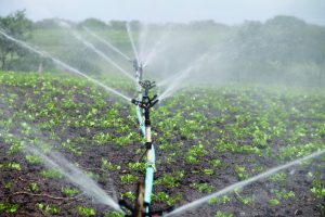 market-garden-irrigation