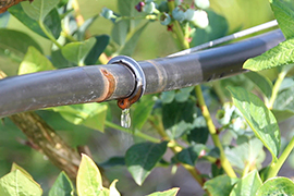 drip irrigation