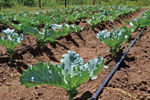 drip-vegetetable-irrigation