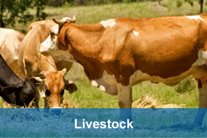 livestock industry water dynamics