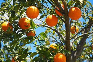 orange-citrus-irrigation