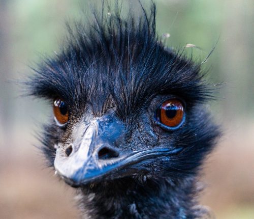 Mad,Ostrich,Thinking,Looking,Crazy