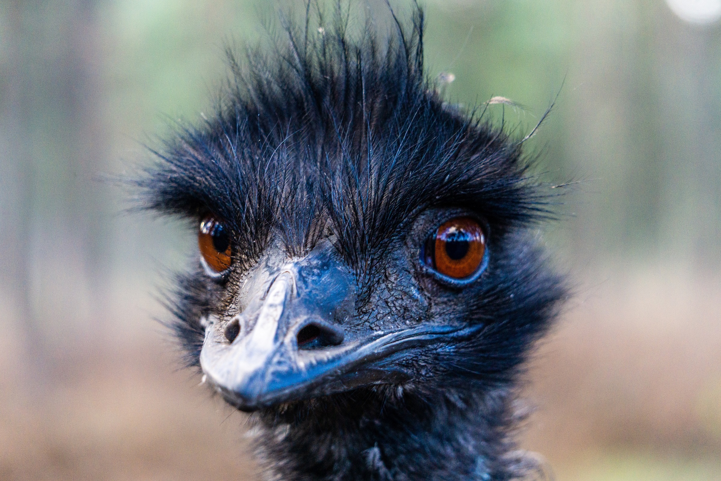 Mad,Ostrich,Thinking,Looking,Crazy