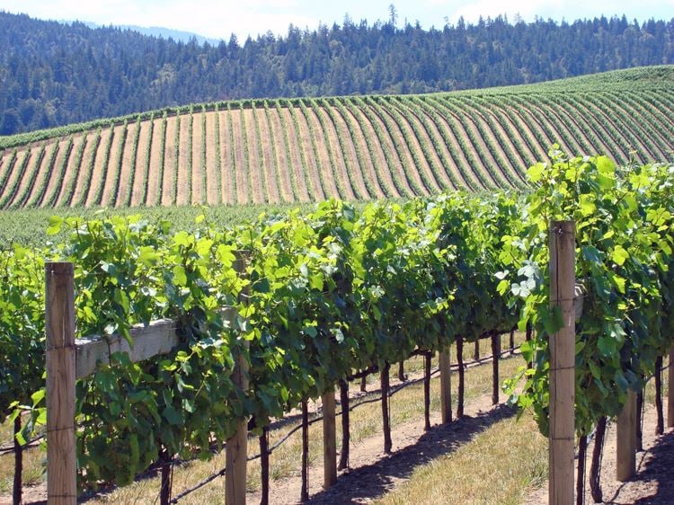 Grape irrigation