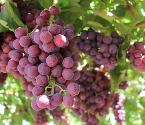 table grapes