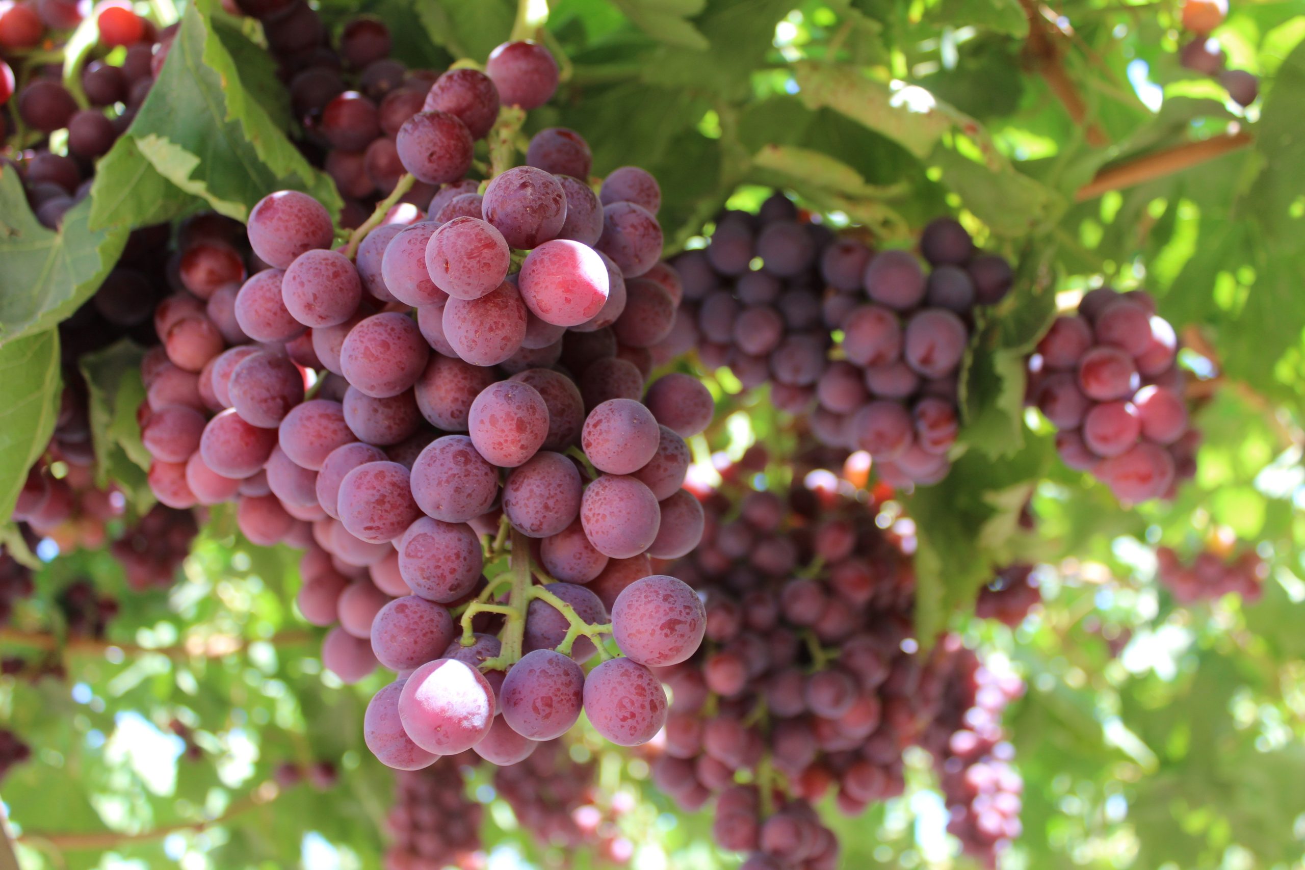 table grapes