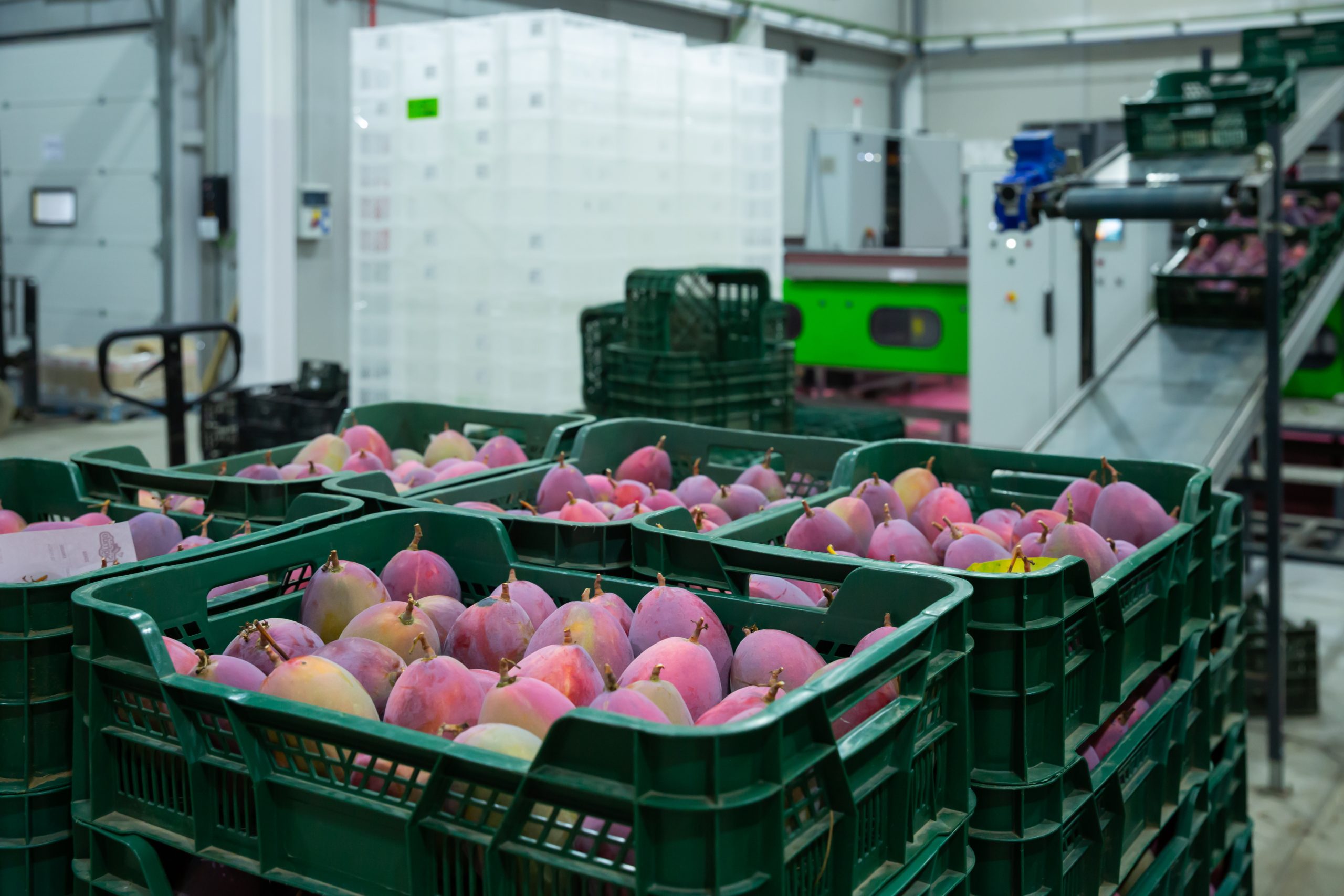Mangoes
