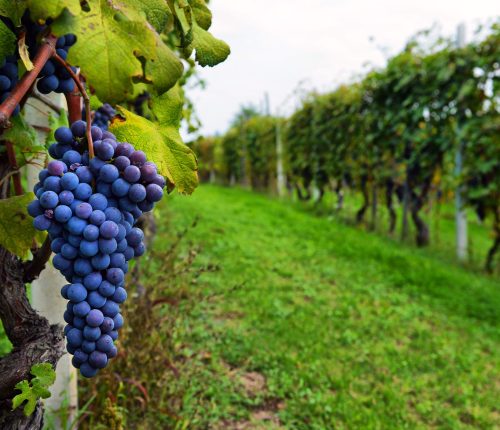 Premium grapes