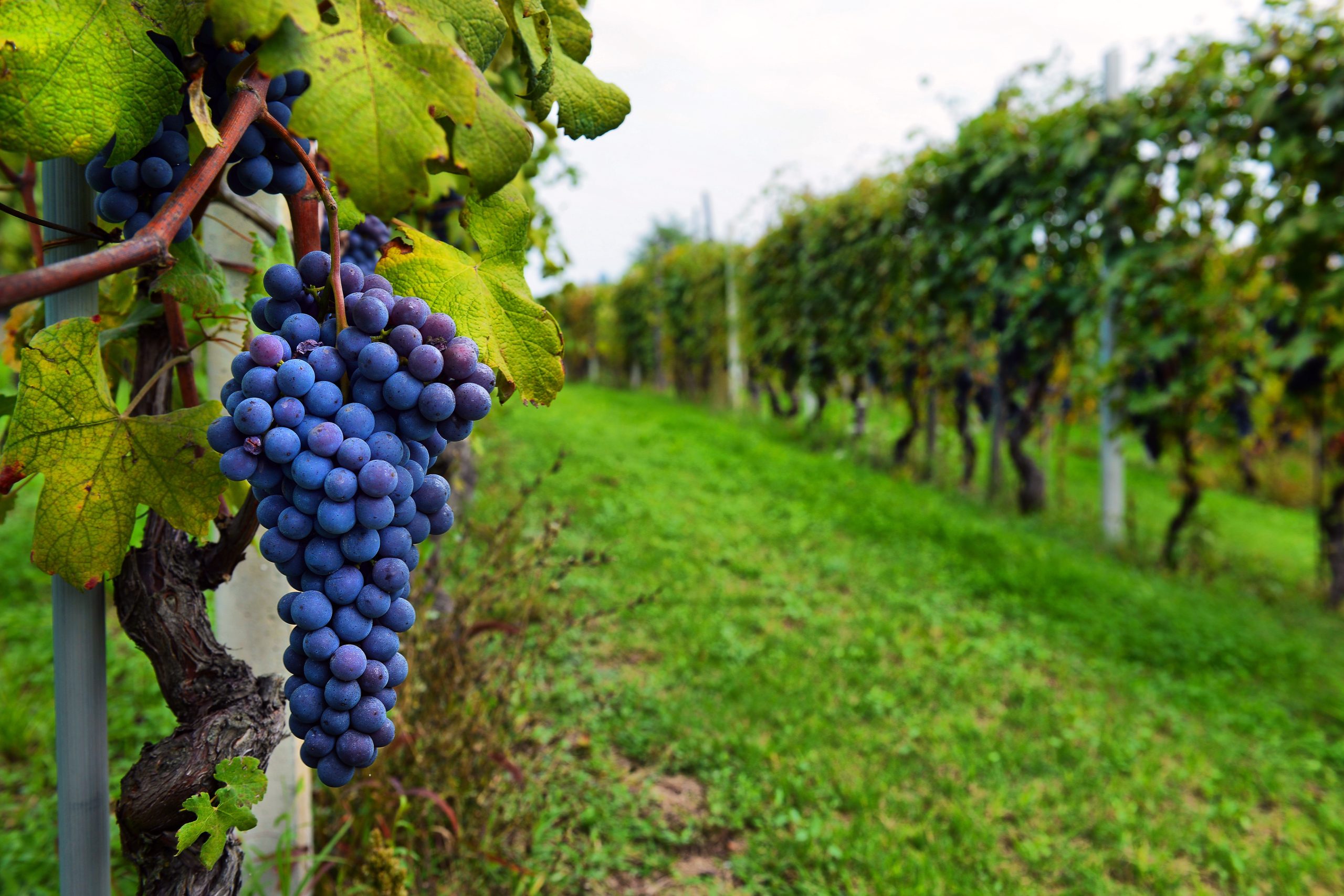 Premium grapes